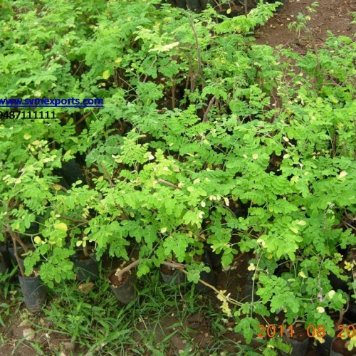 India moringa oleifera leaf
